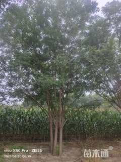 高度500厘米丛生国槐