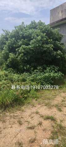 15公分杨梅