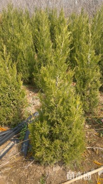 高度80厘米蜀桧