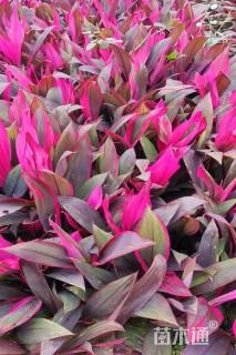 高度30厘米亮叶朱蕉
