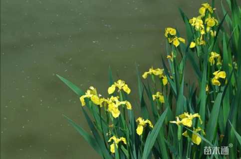 高度30厘米黄菖蒲