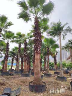 裸干高350厘米华棕