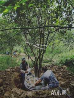 50公分丛生朴树