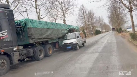 高度30厘米木春菊