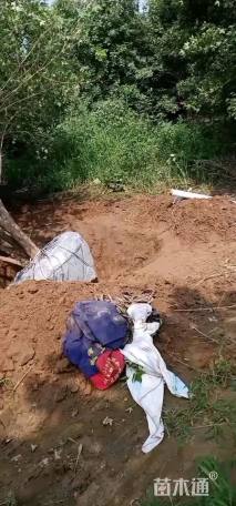 高度500厘米丛生元宝枫
