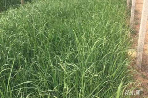 高度30厘米柳枝稷