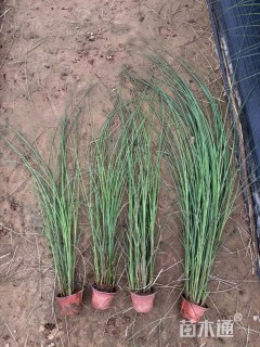 高度40厘米细叶芒