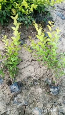 高度40厘米金叶女贞