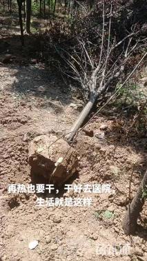 移栽苗梨树