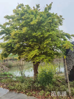 高度3厘米金陵黄枫