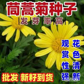 茼蒿菊种子