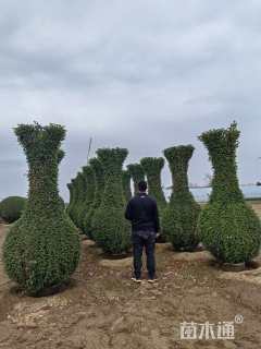 10公分造型月季