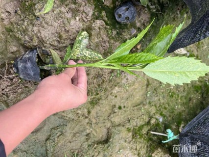 高度25厘米洒金珊瑚
