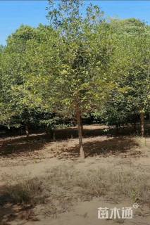 10公分红叶石楠