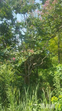 32公分红火球紫薇