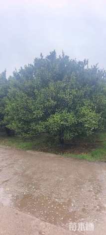 高度400厘米南丰蜜桔