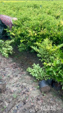 高度60厘米金森女贞