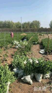 高度50厘米大叶黄杨