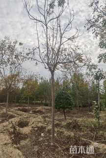 8公分栾树