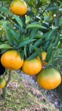 高度60厘米沃柑小苗