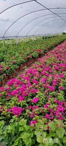 高度30厘米三角梅