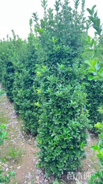 高度220厘米大叶黄杨柱