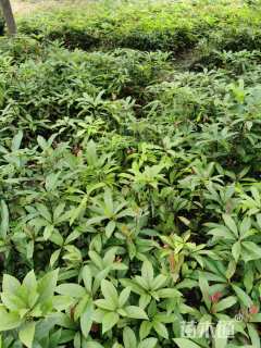 高度30厘米老鹰茶