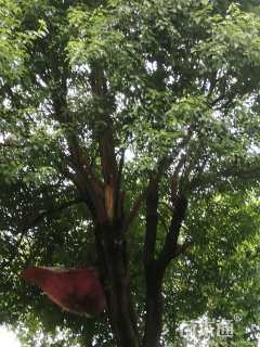 110公分香樟