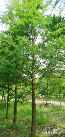 15公分墨西哥落羽杉