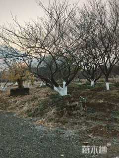 7公分红梅
