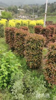 高度150厘米红叶石楠柱