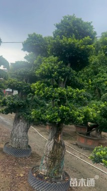 15公分造型小叶榕