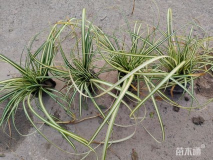 高度15厘米金叶苔草