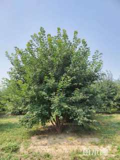 高度500厘米丛生五角枫