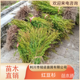0.5公分红豆杉