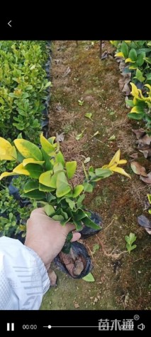 高度20厘米金森女贞小苗