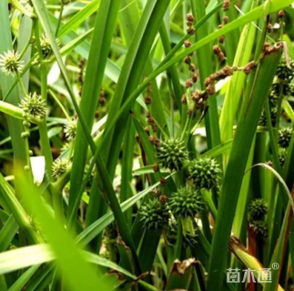 高度60厘米黑三棱