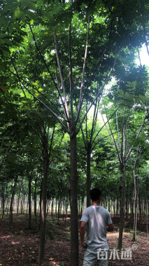 12公分黄山栾树