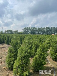 高度180厘米蜀桧