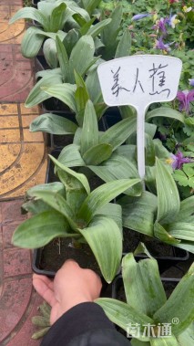 高度40厘米美人蕉
