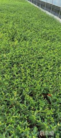 高度25厘米胡椒木