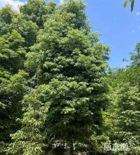 15公分桢楠