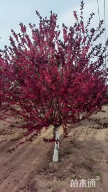 12公分紫叶碧桃