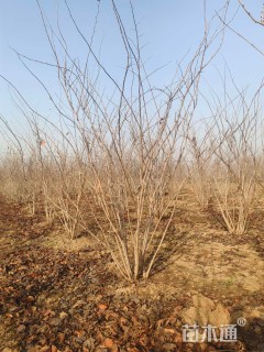 高度200厘米丛生紫荆
