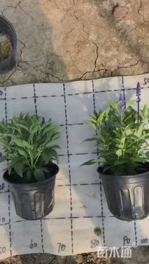 高度25厘米鼠尾草