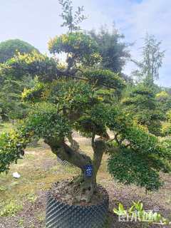 高度200厘米金弹子