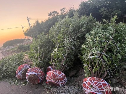 高度320厘米丛生蜡梅