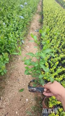 高度30厘米蓝雪花