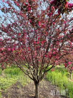 19公分钻石海棠