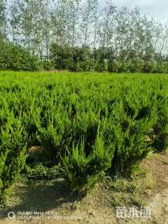 冠幅100厘米龙柏球